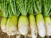 Daikon Radish