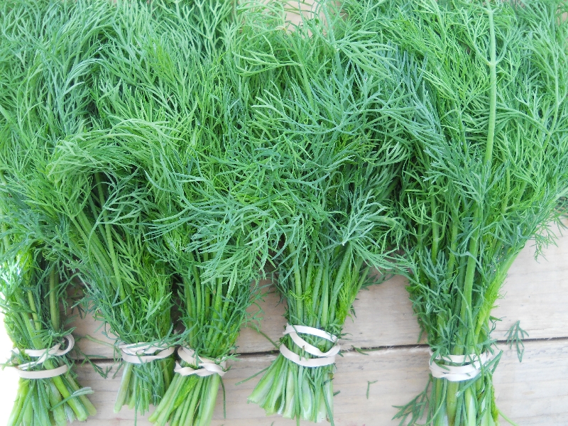 Dill