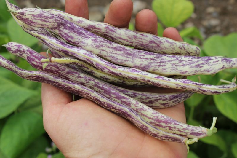 Beans – Dragon’s Tongue