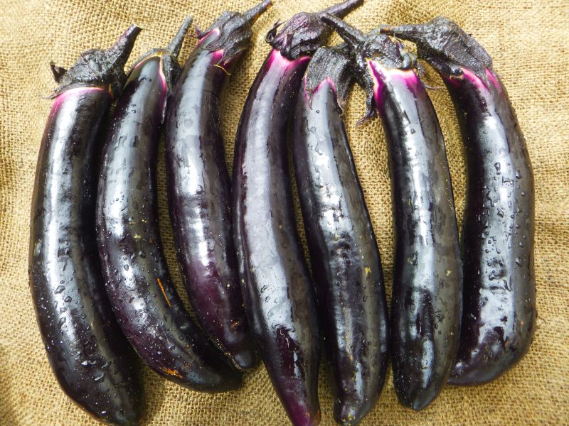 Eggplant