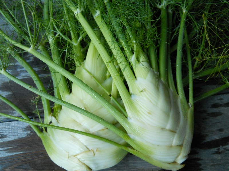 Fennel
