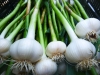 Garlic – green uncured