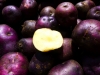 Potatoes – Harvest Moon (gold flesh)