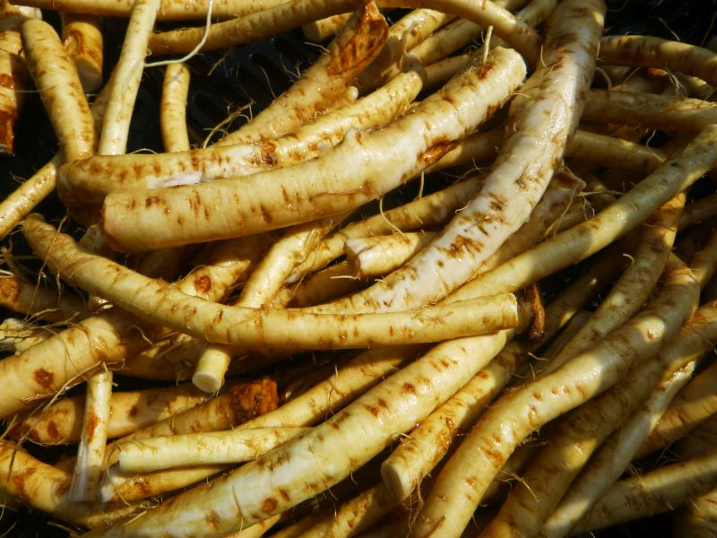Horseradish