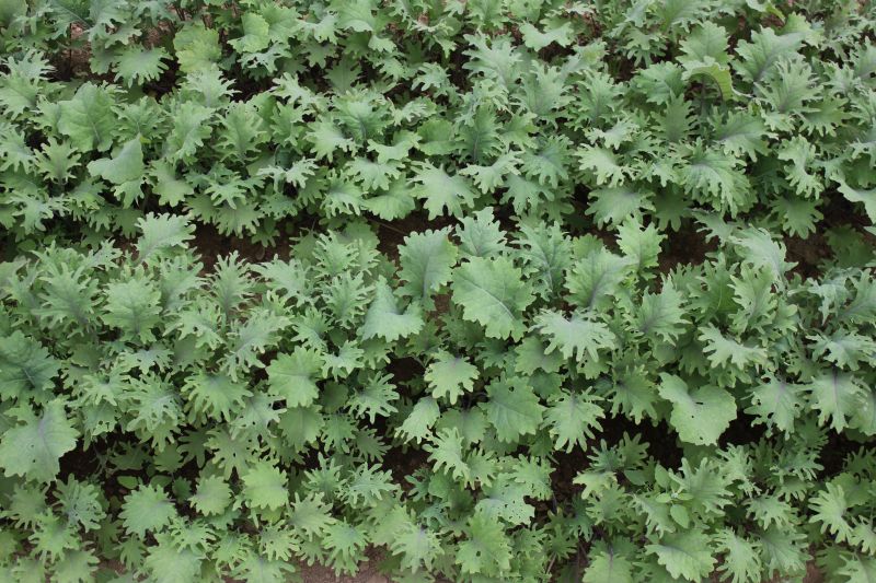 Kale – baby
