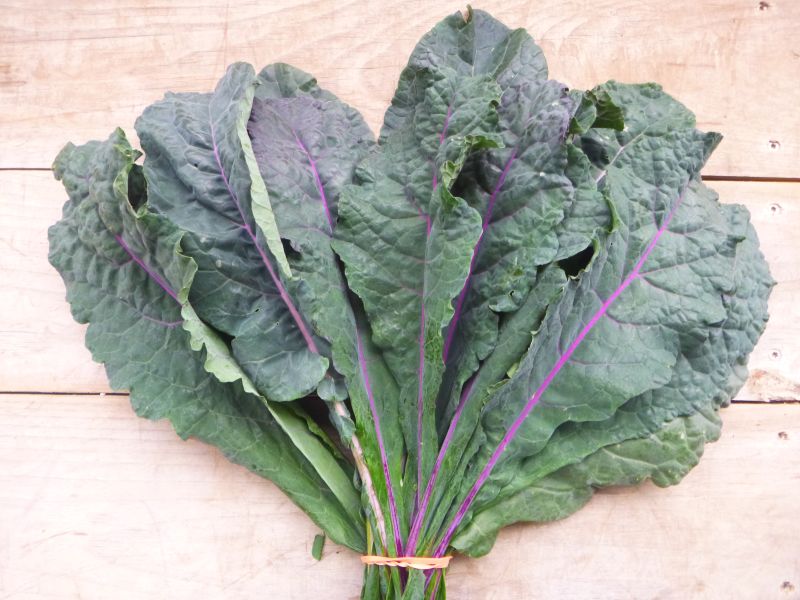 Kale – Lacinato (Dinosaur)