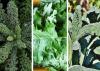 Kale – Braising Mix