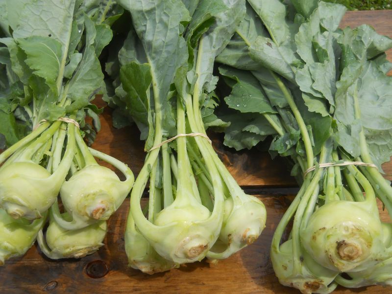 Kohlrabi – small summer bulbs