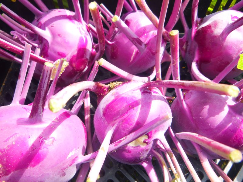 Kohlrabi – small bulbs purple no tops