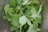 Lemon Balm