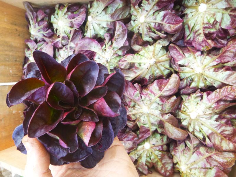 Lettuce – mini red butter