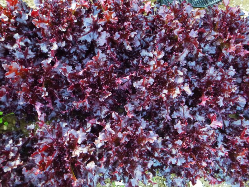 Lettuce – red oakleaf
