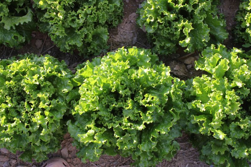 Lettuce – green leaf