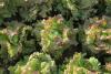 Lettuce – red leaf