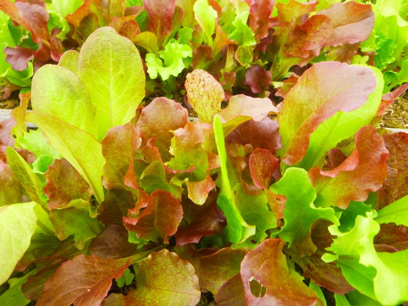 Lettuce – baby cut greens
