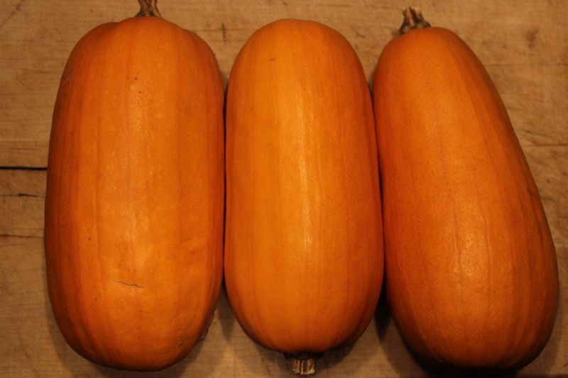 Pumpkin