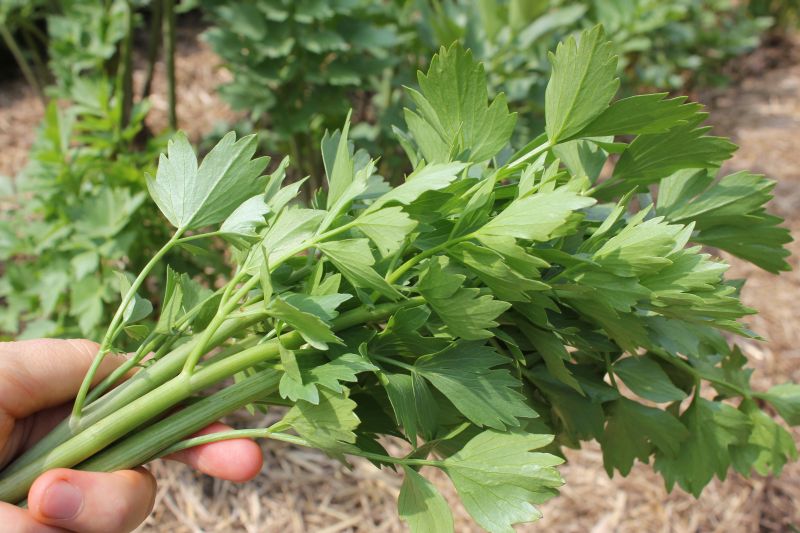 Lovage