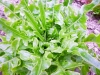 Lettuce – mini deer tongue