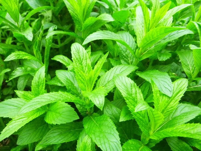 Mint