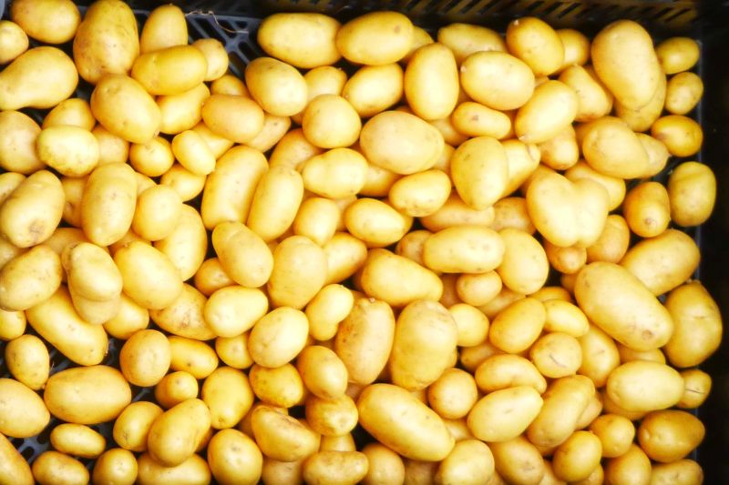 Potatoes – Nicola (yellow flesh)