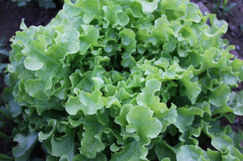 Lettuce – green oak leaf