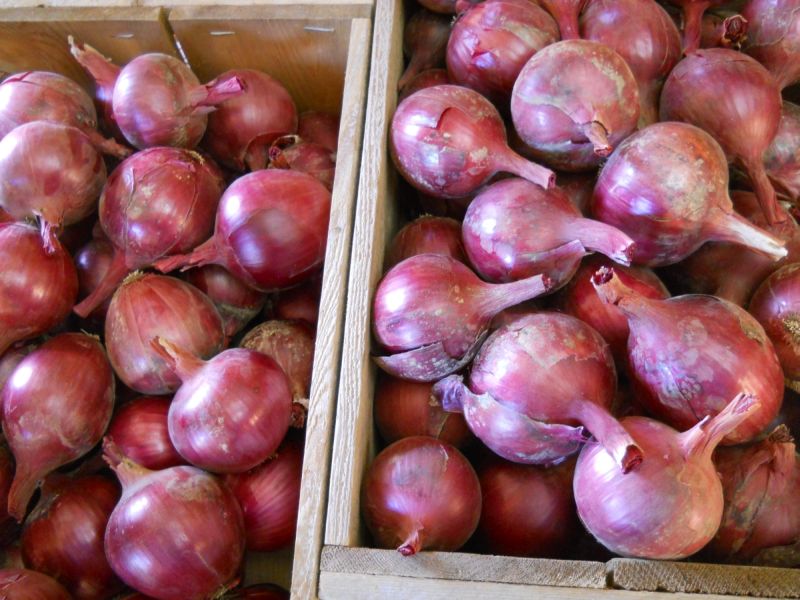 Onions – red