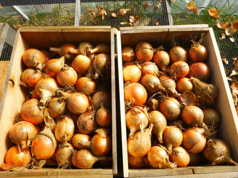 Onions – yellow