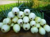 Onions – fresh sweet