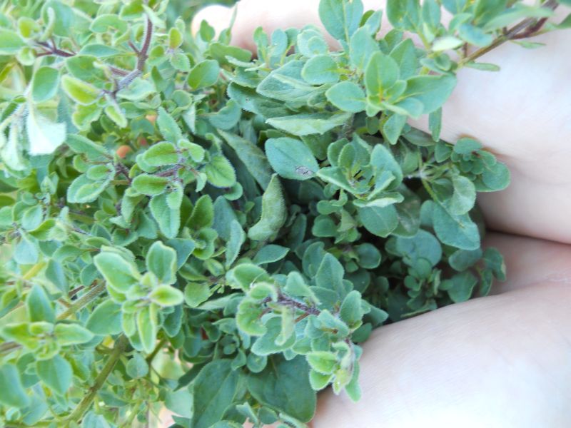 Oregano