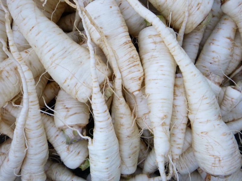 Parsley Root