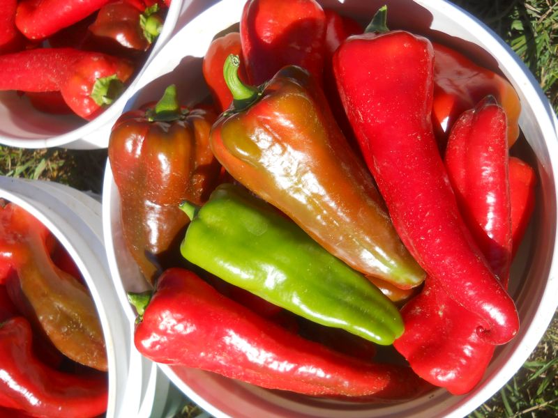 Peppers – Sweet Italian frying half ripe