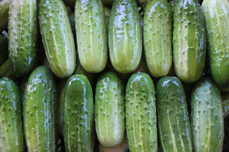 Cucumbers, pickling