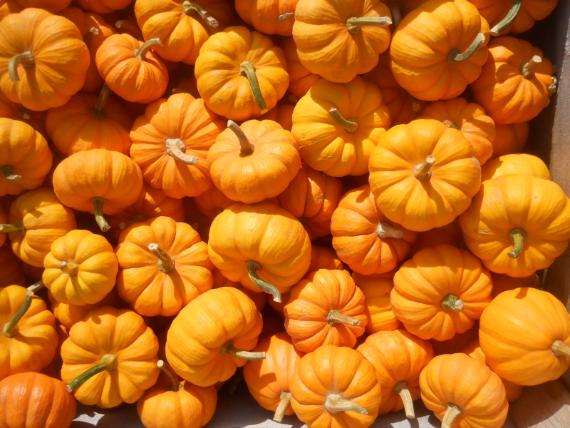 Pumpkins mini