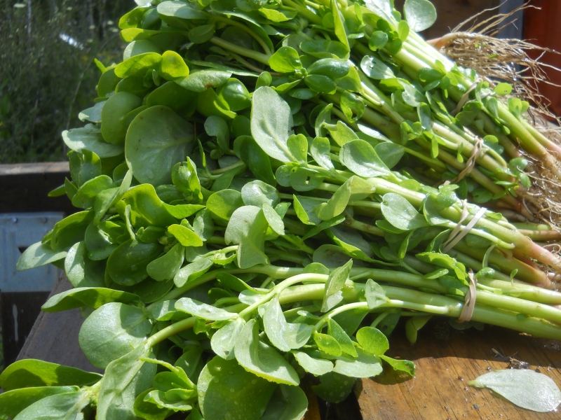 Purslane
