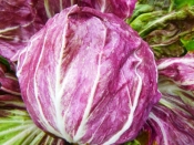Radicchio