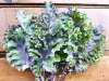Kale – Red Curly