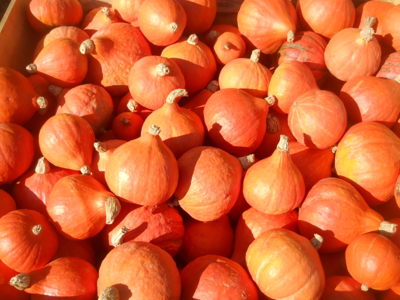 Red Kuri Squash