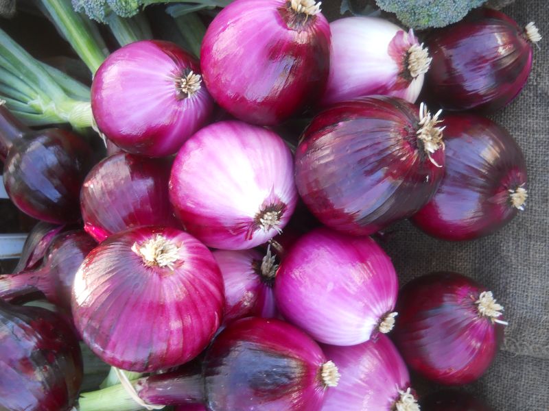 Onions – fresh red