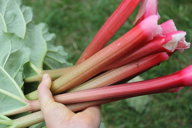 Rhubarb