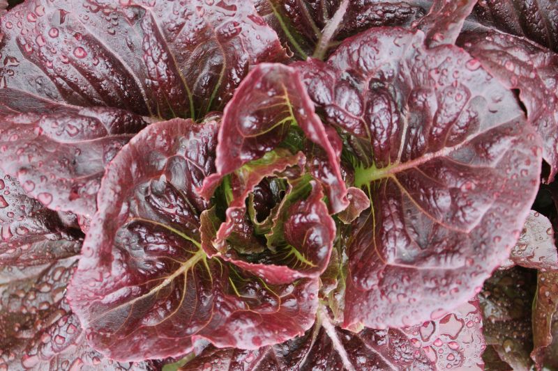 Lettuce – mini red romaine