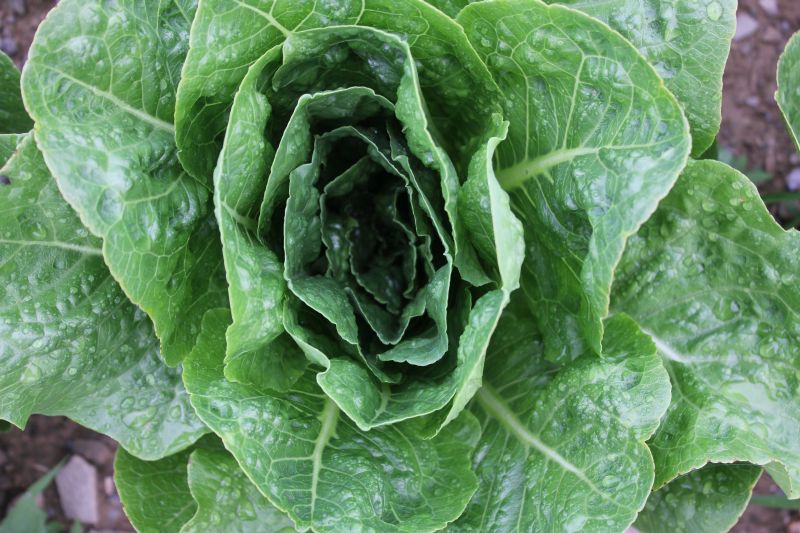 Lettuce – green romaine