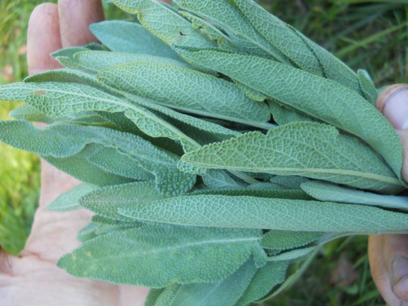 Sage