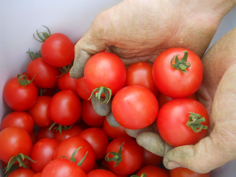 Tomatoes – saladette (1.5″)
