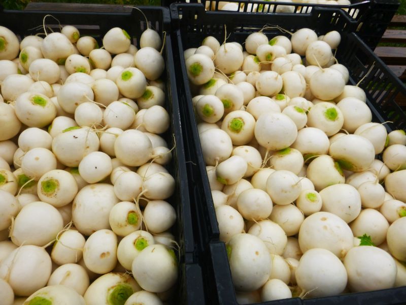 Salad Turnips – no tops