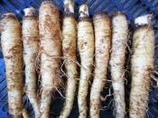 Salsify