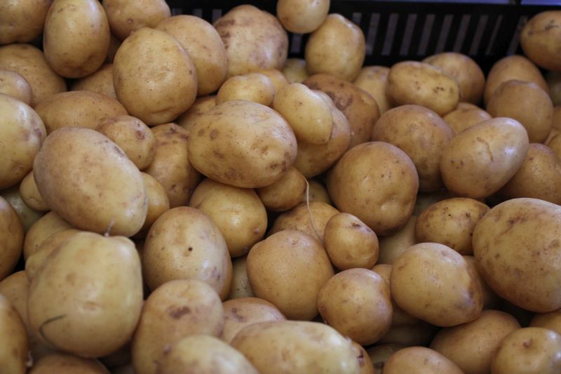 Potatoes – Katahdin (white flesh)