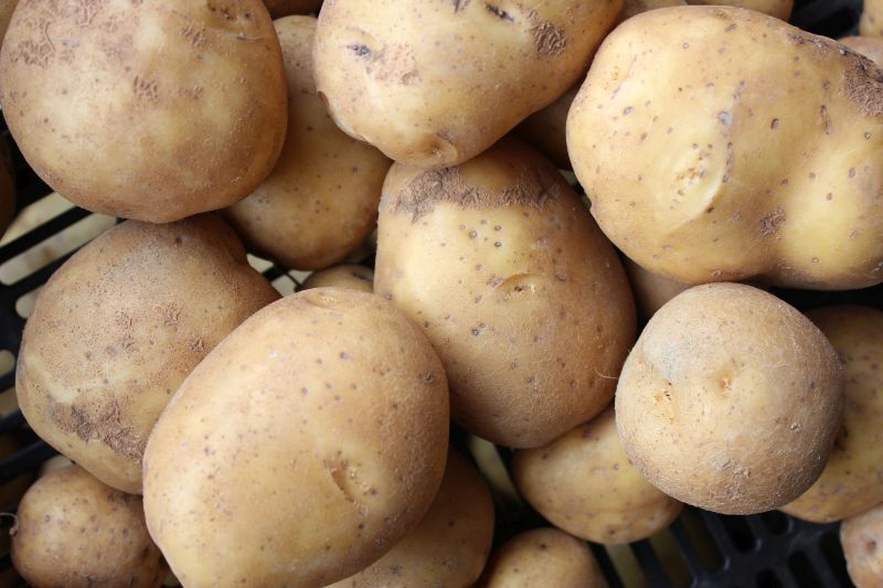 Potatoes – Satina (yellow flesh)