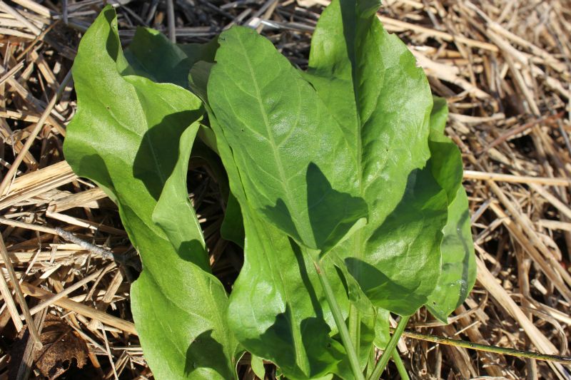 Sorrel