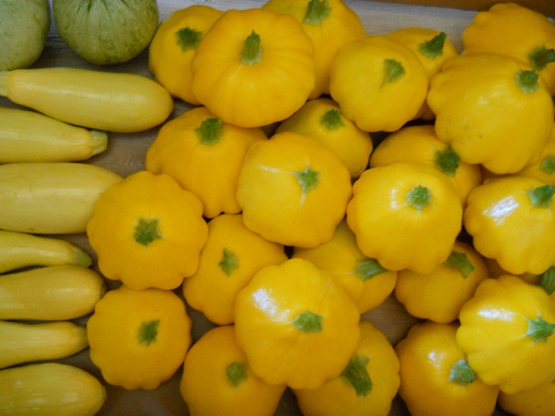 Summer Squash