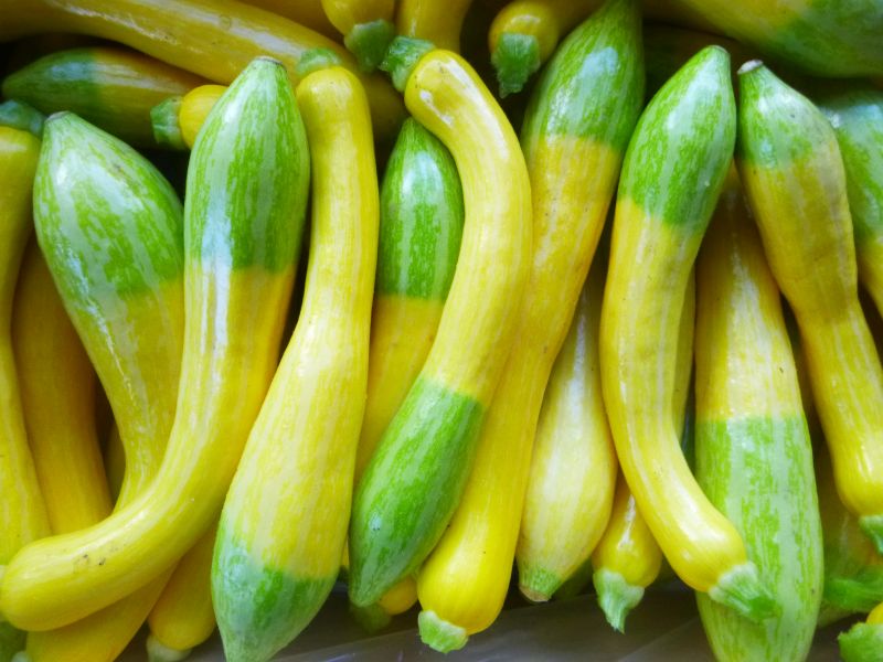 Summer Squash – Zephyr